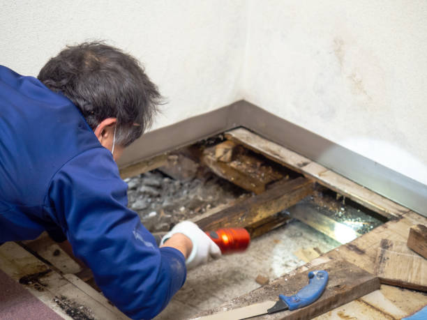 Best Certified Mold Removal  in Whitinsville, MA