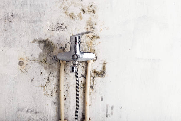 Best Mold Removal Near Me  in Whitinsville, MA