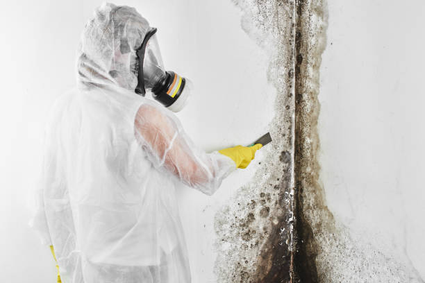 Best Attic Mold Removal  in Whitinsville, MA