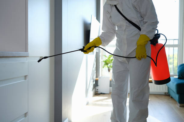 Best Black Mold Removal  in Whitinsville, MA