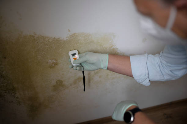 Best Home Mold Removal  in Whitinsville, MA