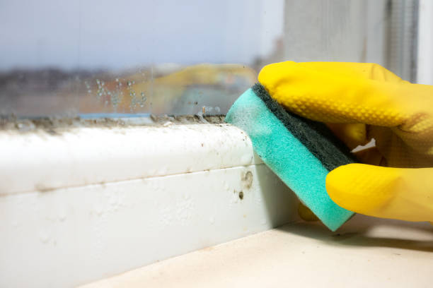 Best Mold Testing  in Whitinsville, MA