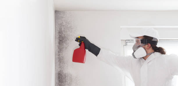 Best Emergency Mold Removal  in Whitinsville, MA